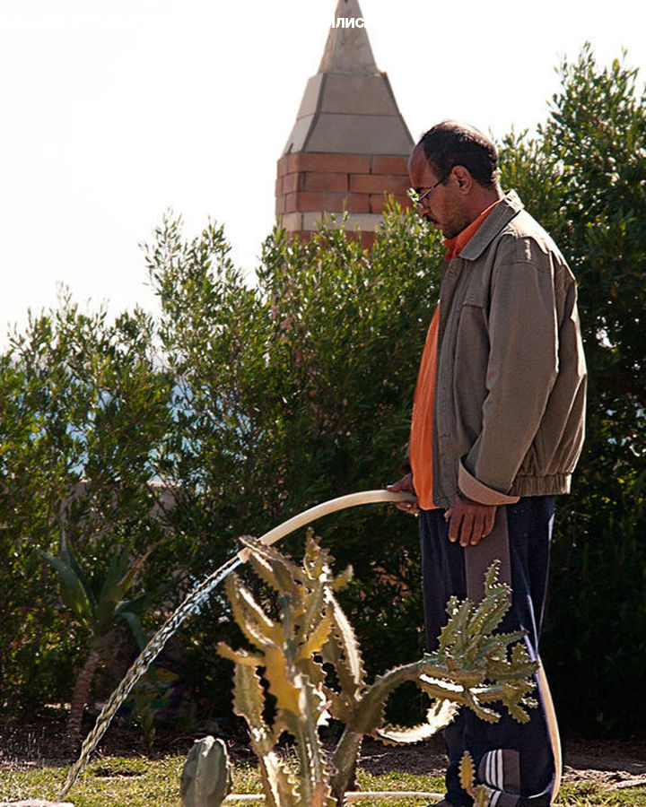 People, Person, Human, Garden, Gardener, Gardening, Agaric