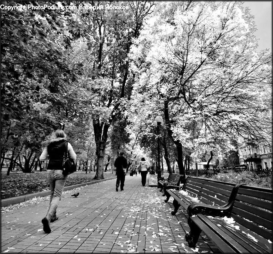 Blossom, Flora, Flower, Plant, Park, Tree, Exercise