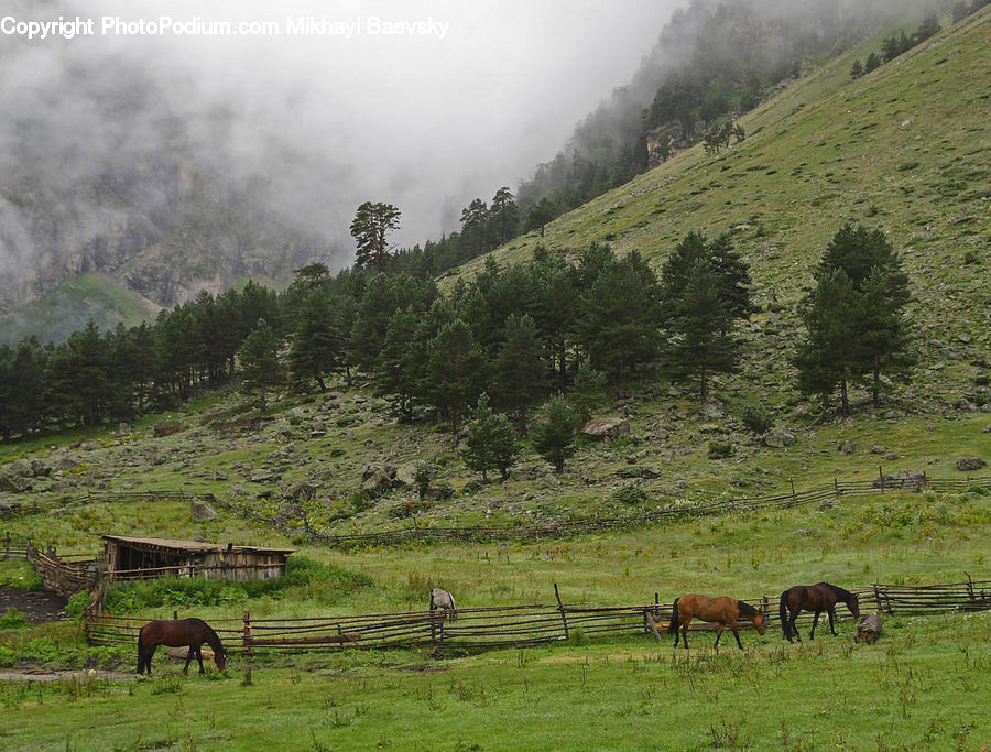 Countryside, Grassland, Meadow, Outdoors, Pasture, Ranch, Conifer