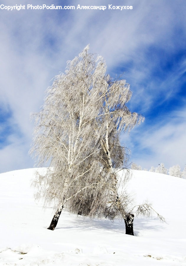 Frost, Ice, Outdoors, Snow, Plant, Tree, Landscape