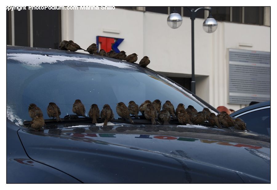 Bobsled, Sled, Bird, Sparrow, Monitor, Screen