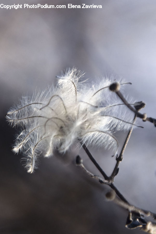Frost, Ice, Outdoors, Snow, Dandelion, Flower, Plant