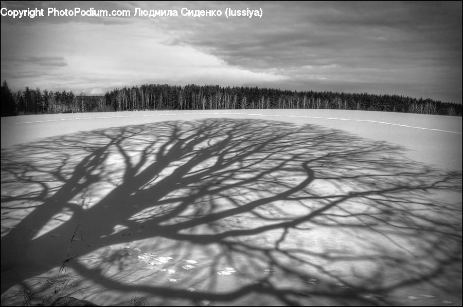 Water, Plant, Tree, Forest, Vegetation