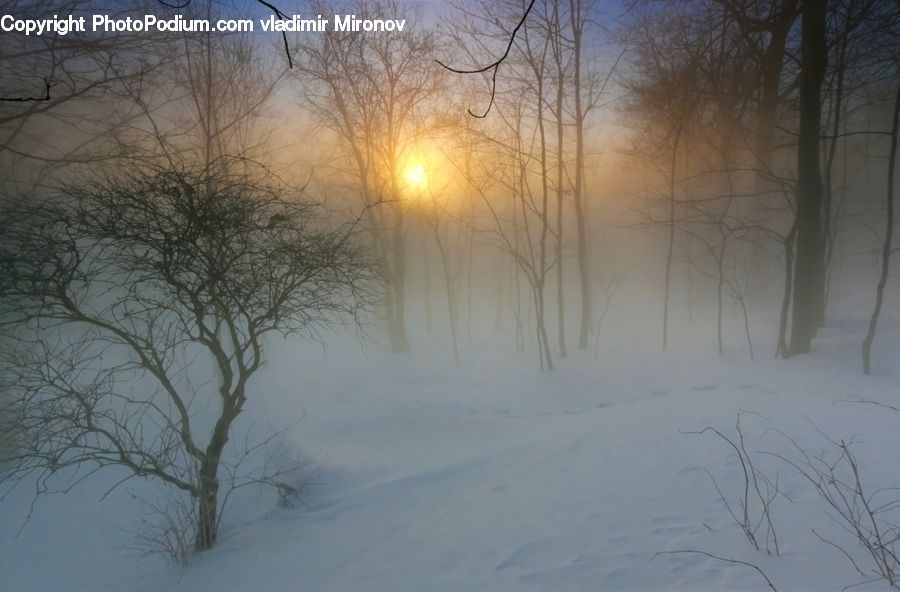 Blizzard, Outdoors, Snow, Weather, Winter, Ice, Plant