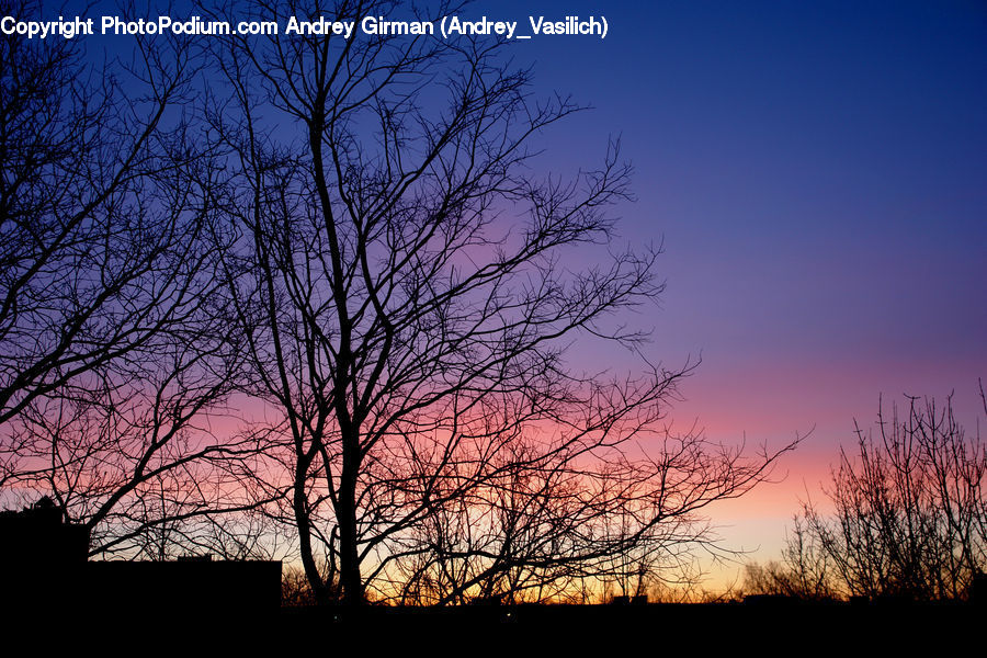 Dawn, Dusk, Red Sky, Sky, Sunrise, Sunset, Plant