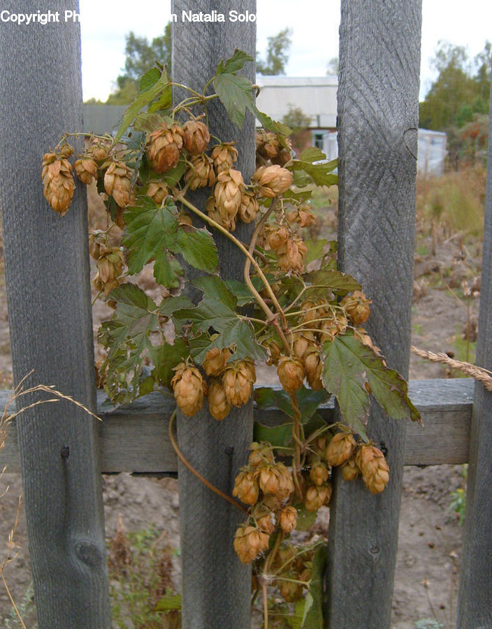 Produce, Vegetable, Conifer, Fir, Plant, Tree, Birch
