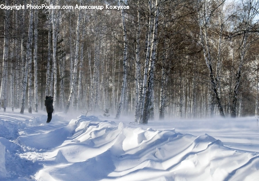 Ice, Outdoors, Snow, Forest, Grove, Land, Vegetation