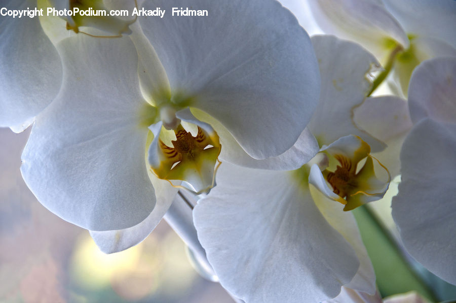 Blossom, Flora, Flower, Orchid, Plant, Gladiolus, Daffodil
