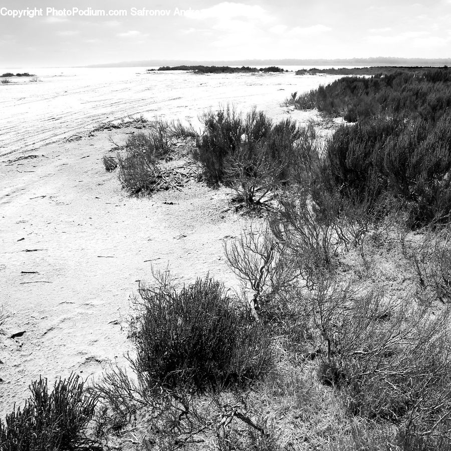 Outdoors, Sand, Soil, Bush, Plant, Vegetation, Grass