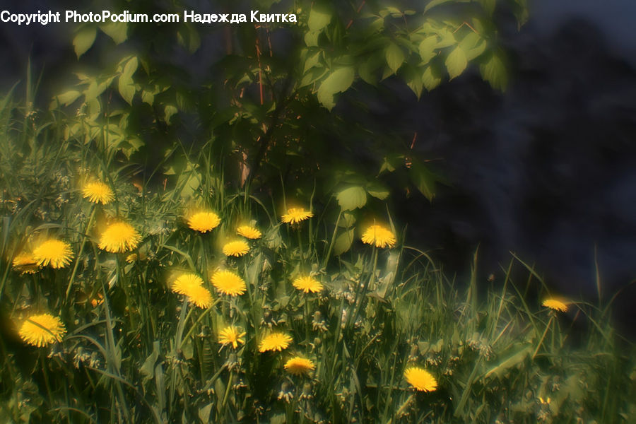 Dandelion, Flower, Plant, Field, Grass, Grassland, Blossom