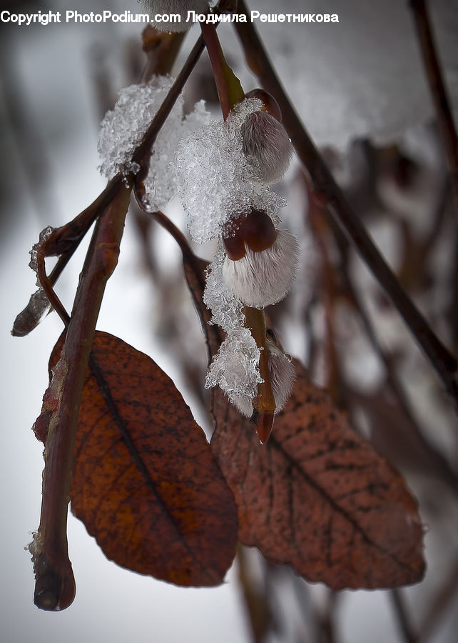 Oak, Sycamore, Tree, Tree Trunk, Wood, Frost, Ice