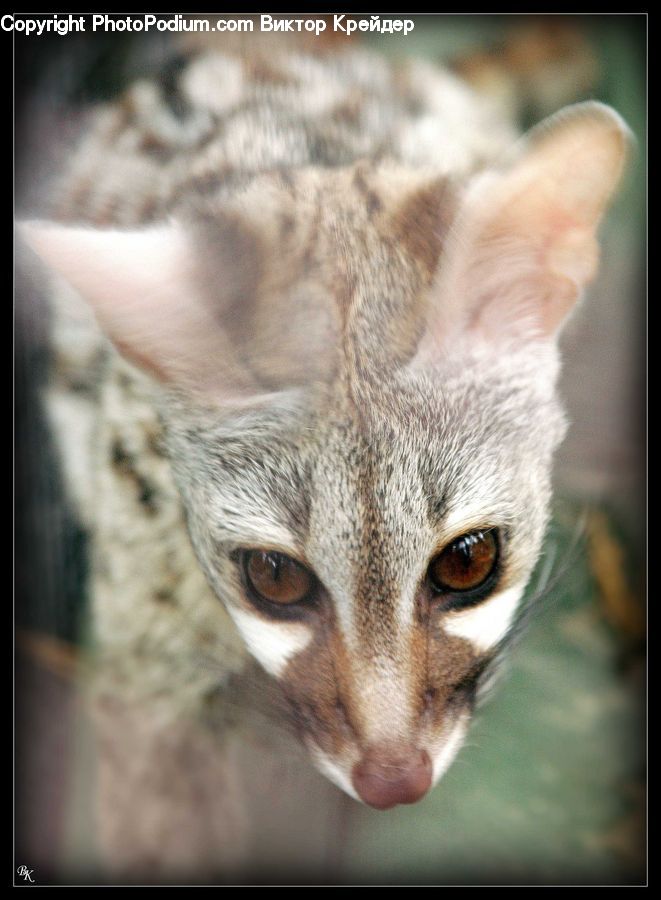 Abyssinian, Animal, Cat, Mammal, Pet, Kitten