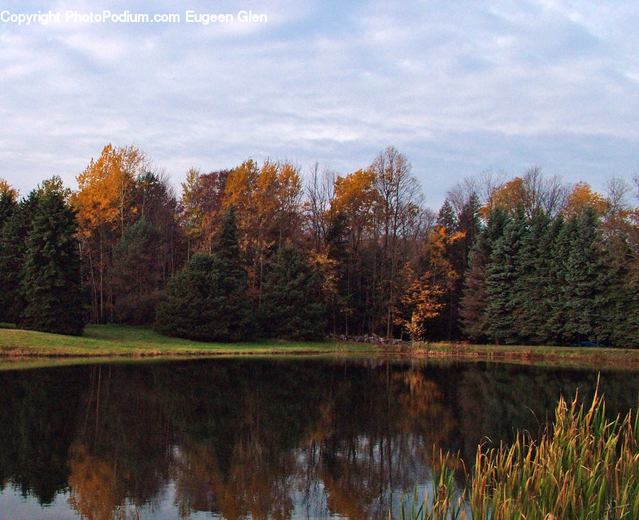 Outdoors, Pond, Water, Conifer, Fir, Plant, Tree