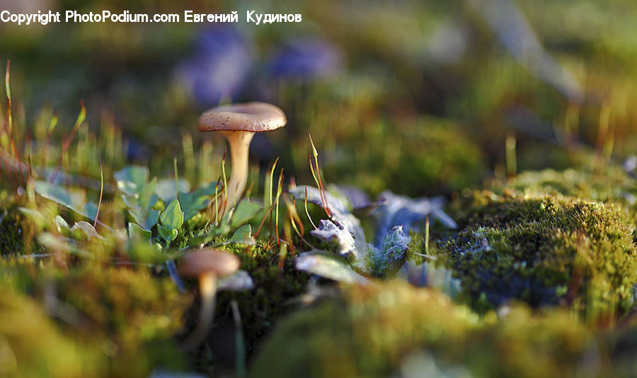 Agaric, Amanita, Fungus, Mushroom, Plant, Potted Plant, Moss