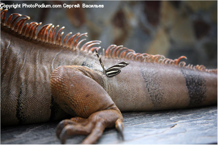 Iguana, Lizard, Reptile