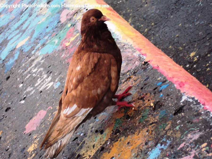 Bird, Pigeon, Dove, Buzzard, Harrier, Hawk, Vulture