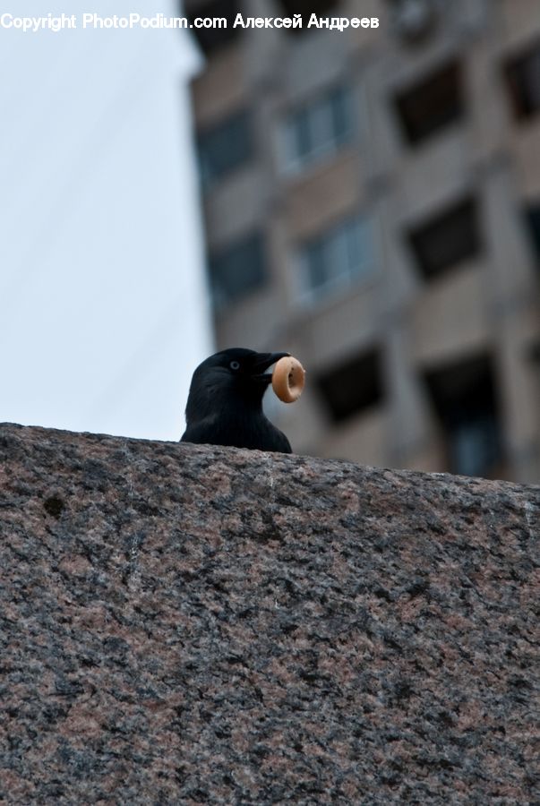 Bird, Blackbird, Puffin, Magpie