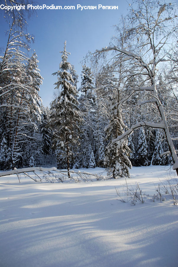 Conifer, Fir, Spruce, Wood, Landscape, Nature, Scenery