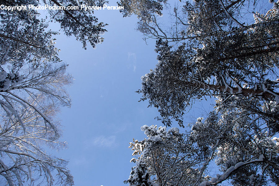 Conifer, Fir, Plant, Tree, Blossom, Cherry Blossom, Flower