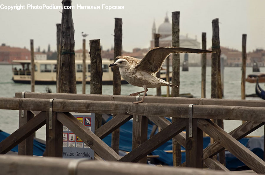 Bird, Seagull, Factory, Refinery, Wood, Railing, Column