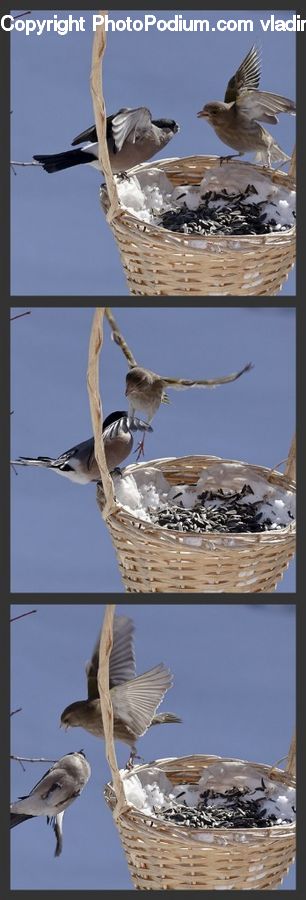 Bird, Flicker Bird, Woodpecker, Swallow, Kite Bird, Collage, Poster