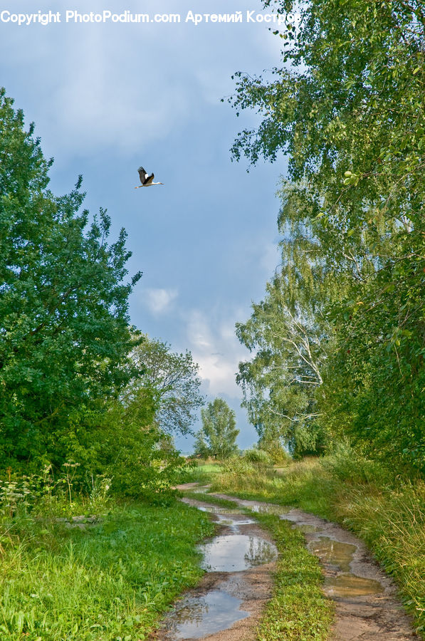 Dirt Road, Gravel, Road, Boardwalk, Deck, Path, Sidewalk