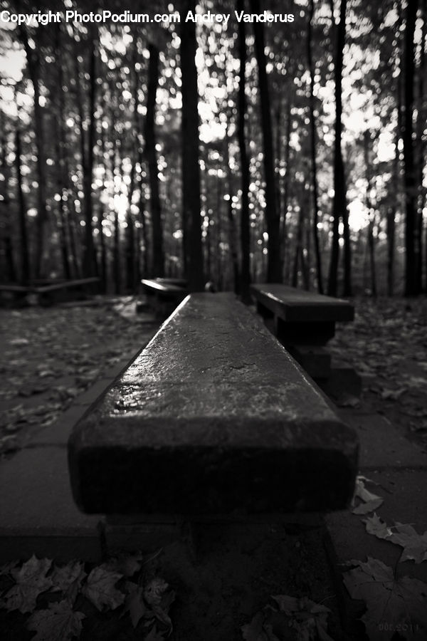People, Person, Human, Bench, Tomb, Forest, Vegetation