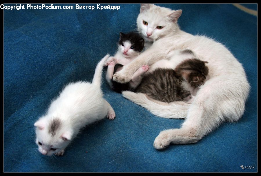 Animal, Ferret, Mammal, Cat, Manx, Pet, Kitten