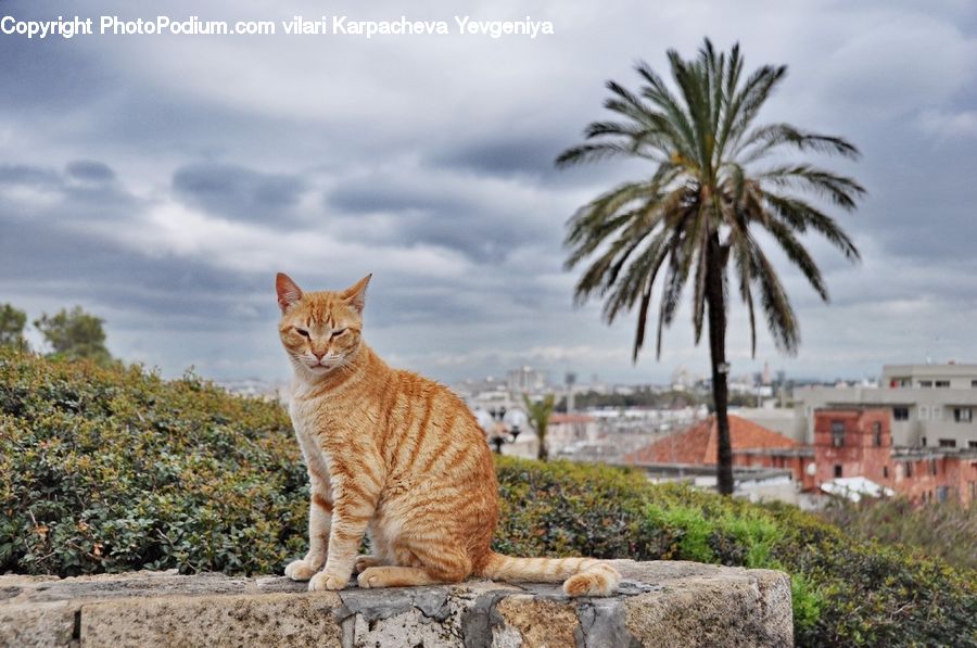 Animal, Cat, Mammal, Pet, Palm Tree, Plant, Tree