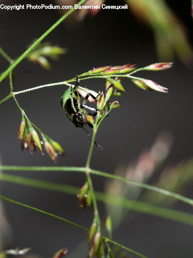 Bee, Hornet, Insect, Invertebrate, Wasp, Arachnid, Garden Spider