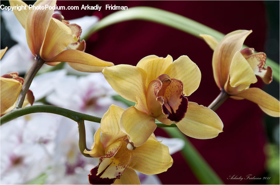 Blossom, Flora, Flower, Orchid, Plant, Gladiolus, Bud