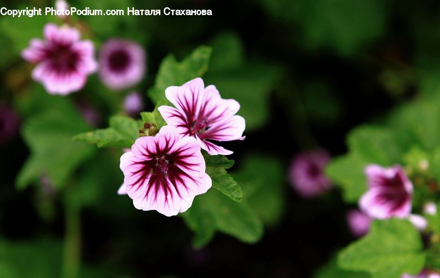 Blossom, Flora, Flower, Geranium, Plant, Foxglove, Tulip