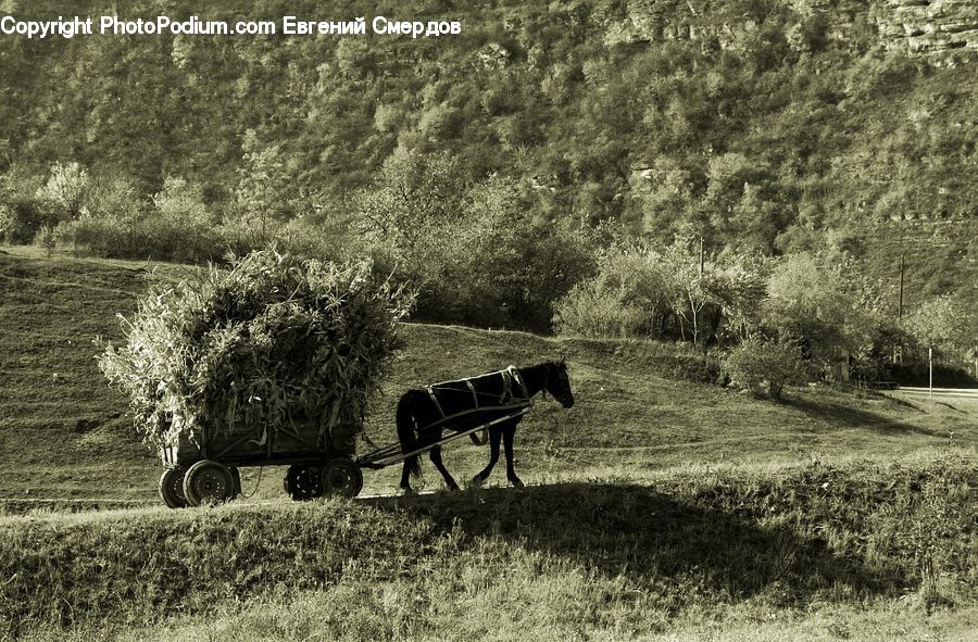 Bench, Countryside, Farm, Field, Outdoors, Car, Wagon