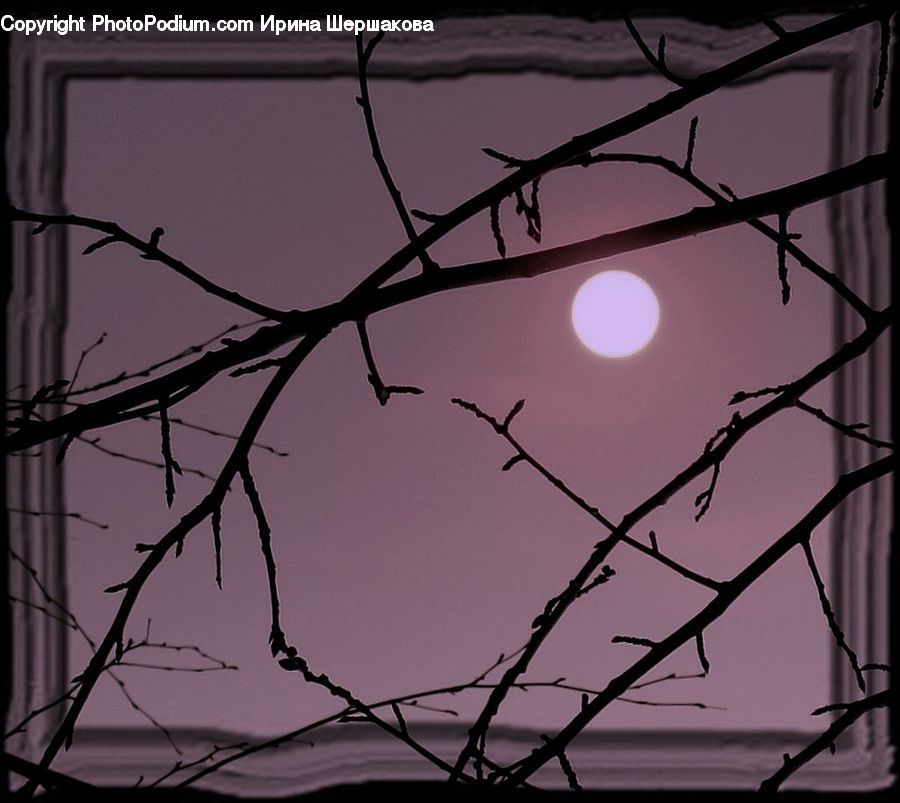 Astronomy, Full Moon, Night, Wire, Plant, Tree