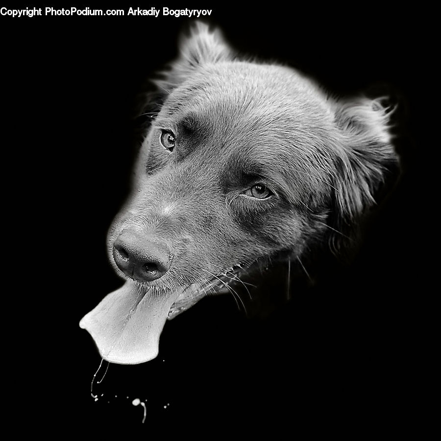 Animal, Head, Portrait