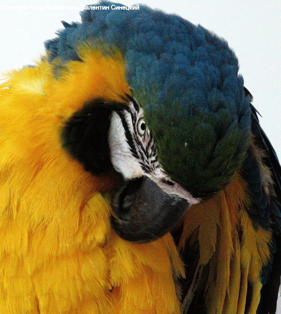 Bird, Macaw, Parrot, Beak