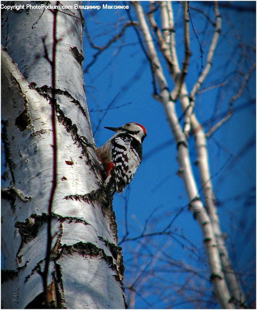 Bird, Flicker Bird, Woodpecker, Birch, Tree, Wood