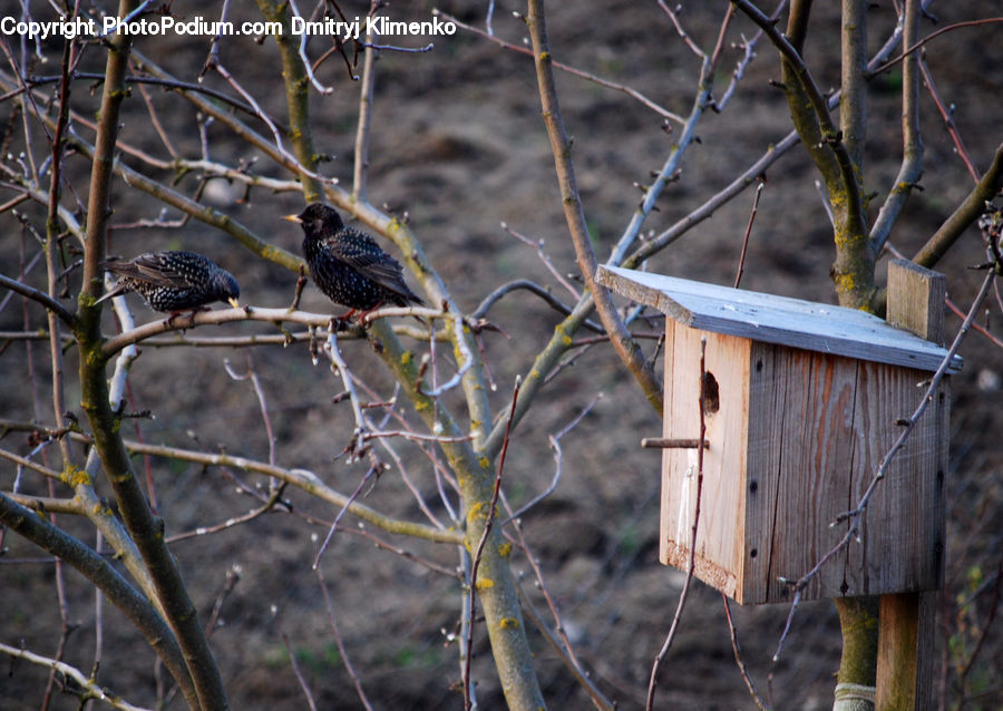 Bird, Blackbird, Wren, Accipiter, Flicker Bird, Woodpecker, Hawk