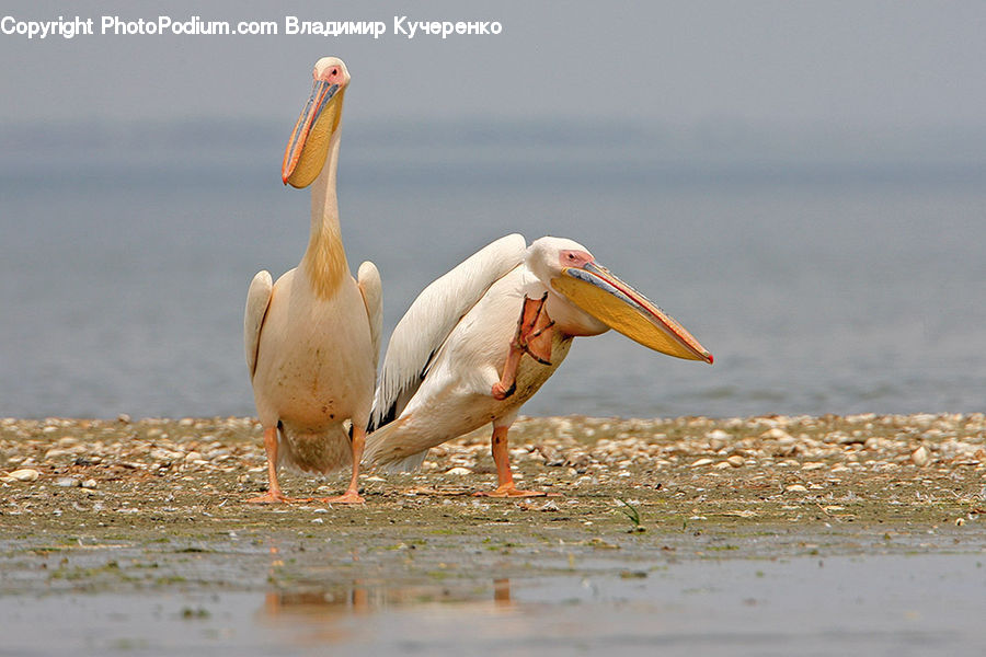 Bird, Pelican, Beak, Goose, Waterfowl, Stork