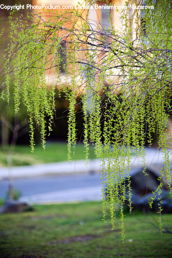 Plant, Potted Plant, Vine, Conifer, Larch, Tree, Wood