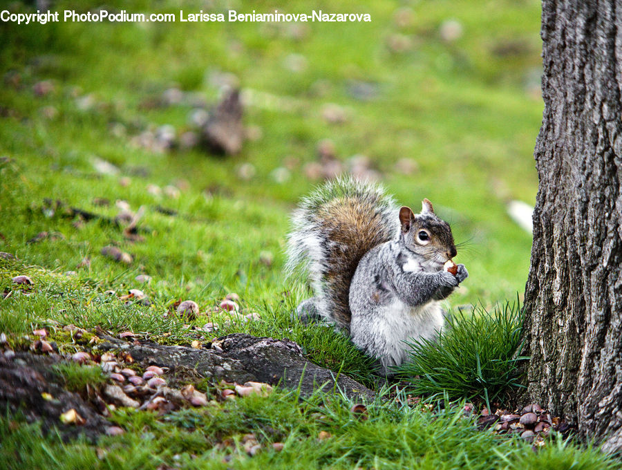 Animal, Mammal, Rodent, Squirrel, Moss, Plant, Field