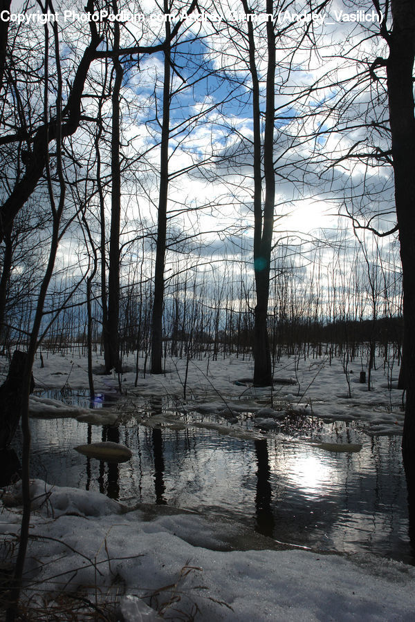 Forest, Grove, Land, Vegetation, Plant, Tree, Ice