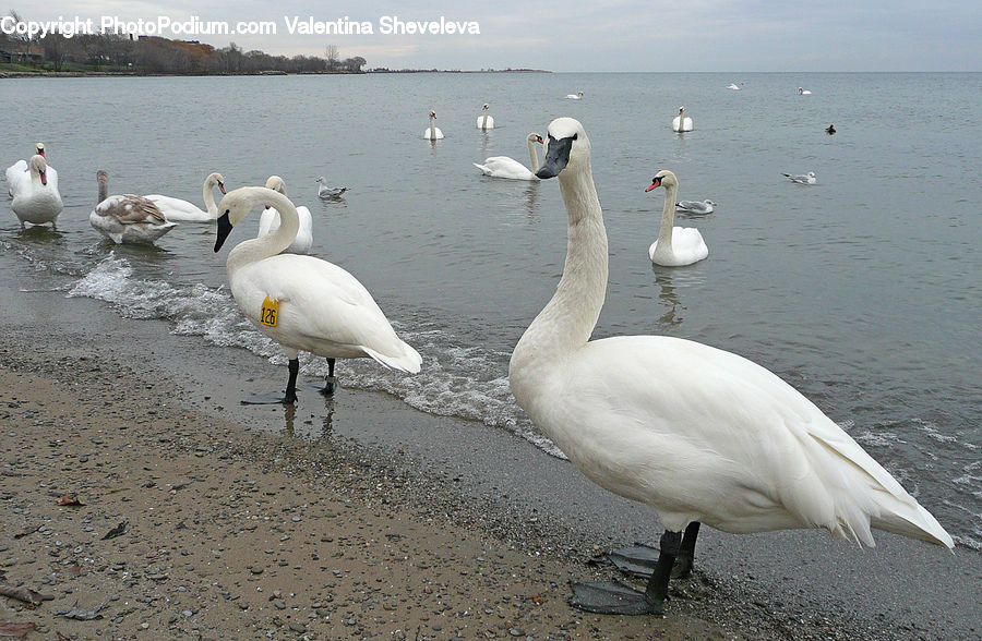 Bird, Swan, Waterfowl, Goose, Beak, Pelican, Duck