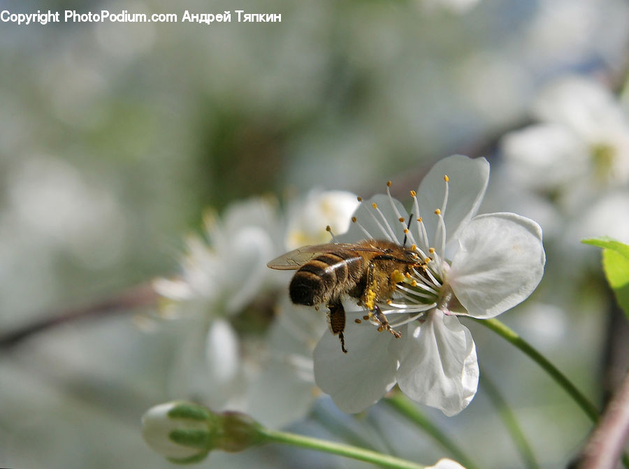 Bee, Insect, Invertebrate, Bumblebee, Honey Bee, Apidae, Anther