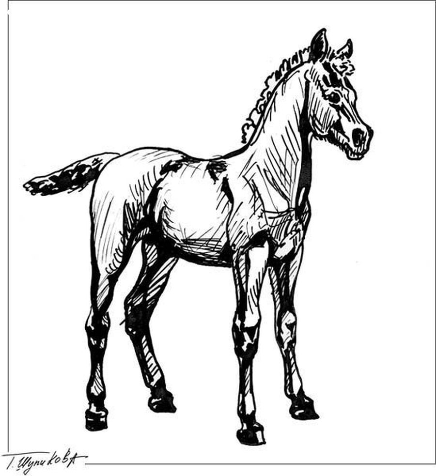 Animal, Colt Horse, Horse, Art, Drawing