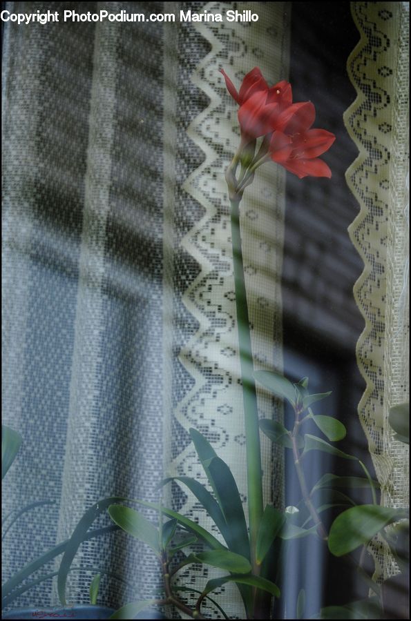 Curtain, Home Decor, Plant, Potted Plant, Aloe, Amaryllis, Flower