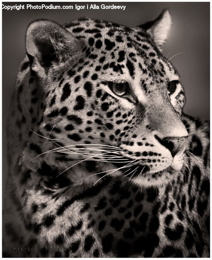 Animal, Leopard, Wildlife, Jaguar, Mammal, Ocelot, Snow Leopard