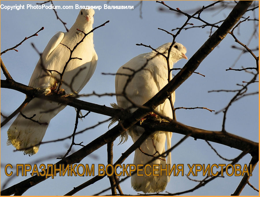Bird, Dove, Pigeon, Arachnid, Argiope, Garden Spider, Insect