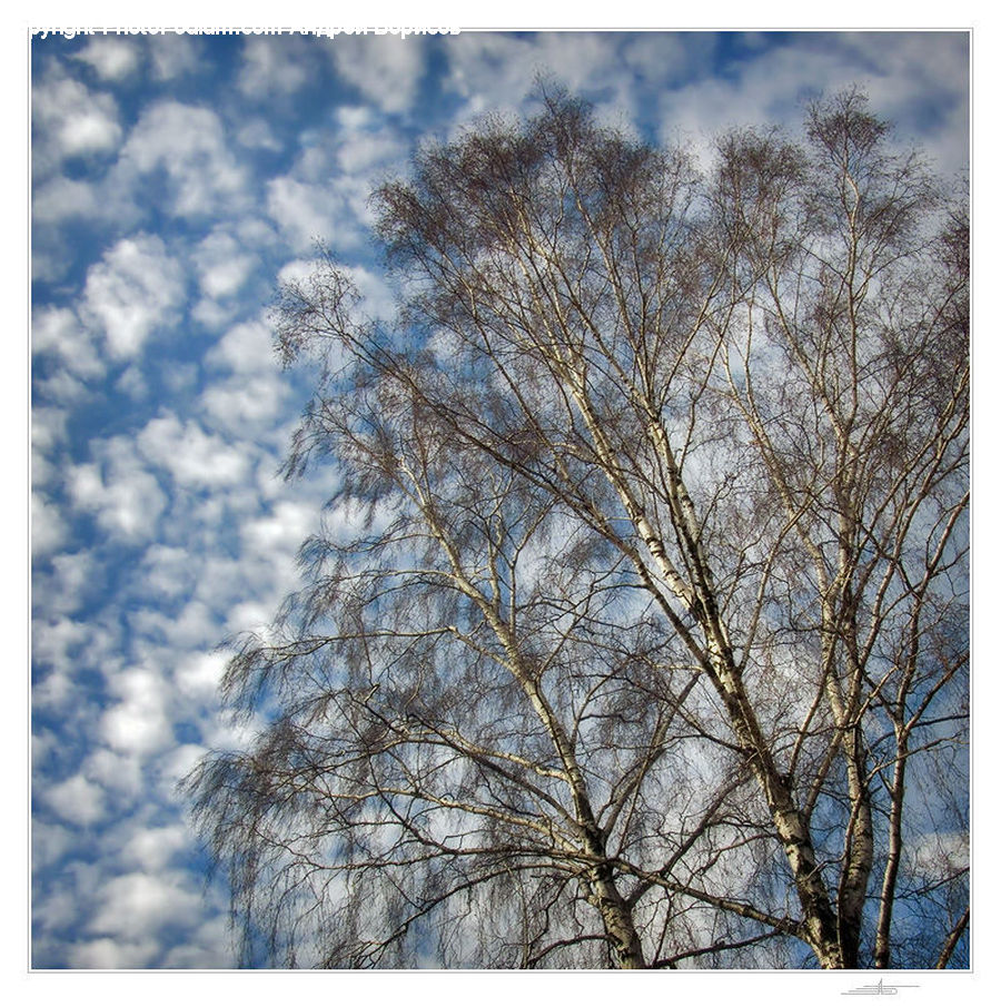 Birch, Tree, Wood, Cloud, Cumulus, Sky, Conifer