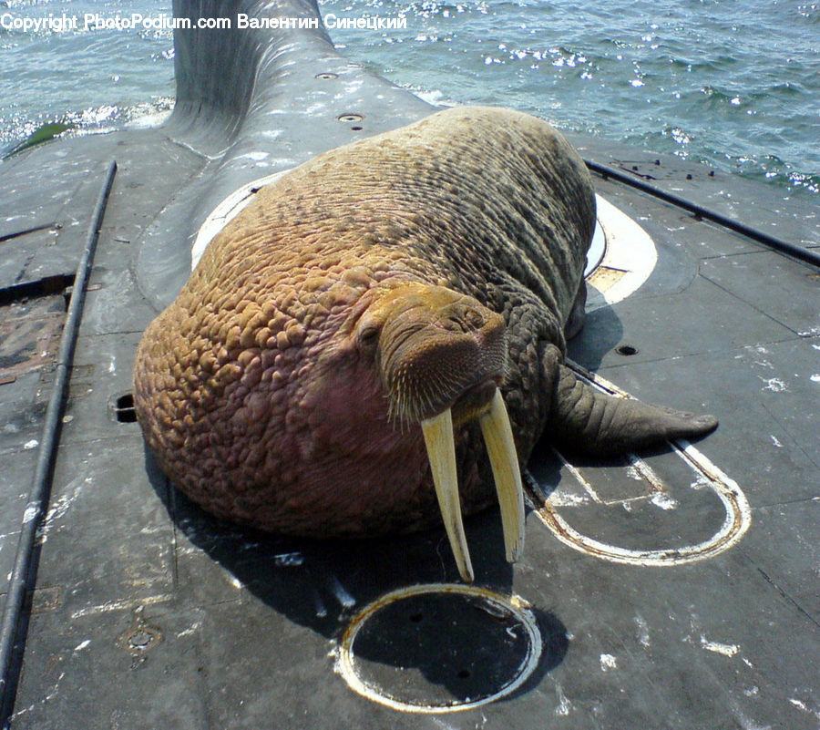 Animal, Mammal, Sea Life, Walrus